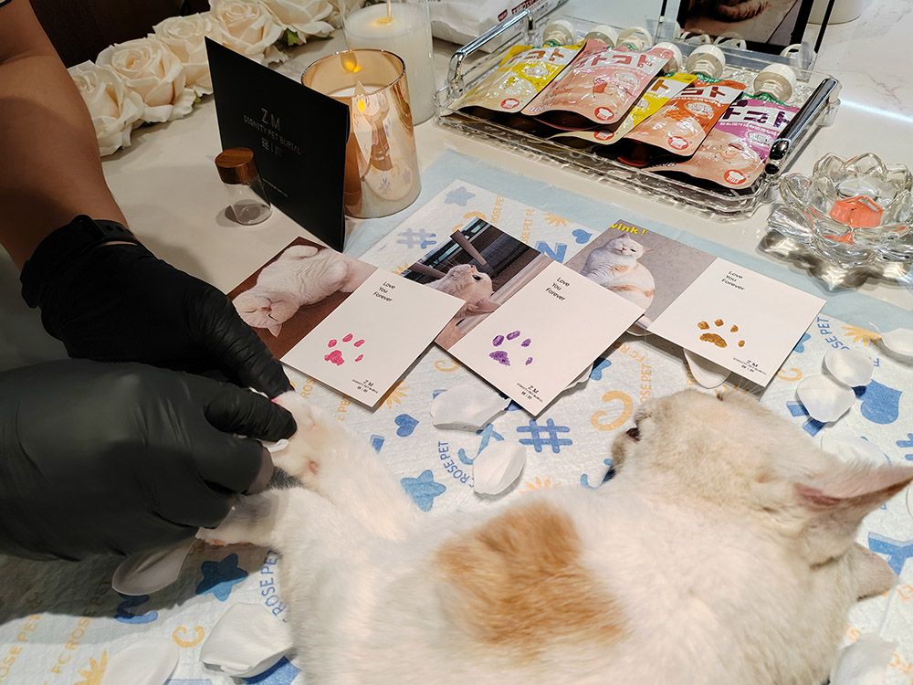 让每一只宠物都有尊严的离开