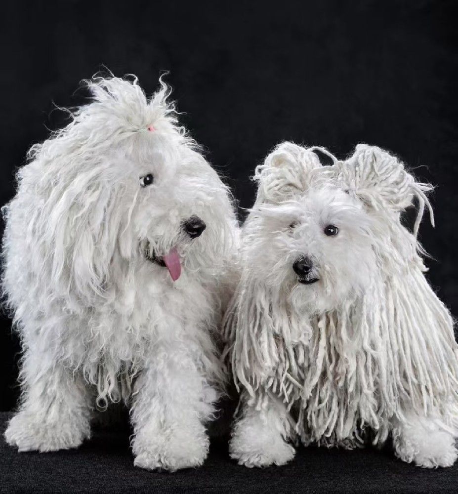 “体味浓”的7种狗，养过的都知道，臭到家都不想回