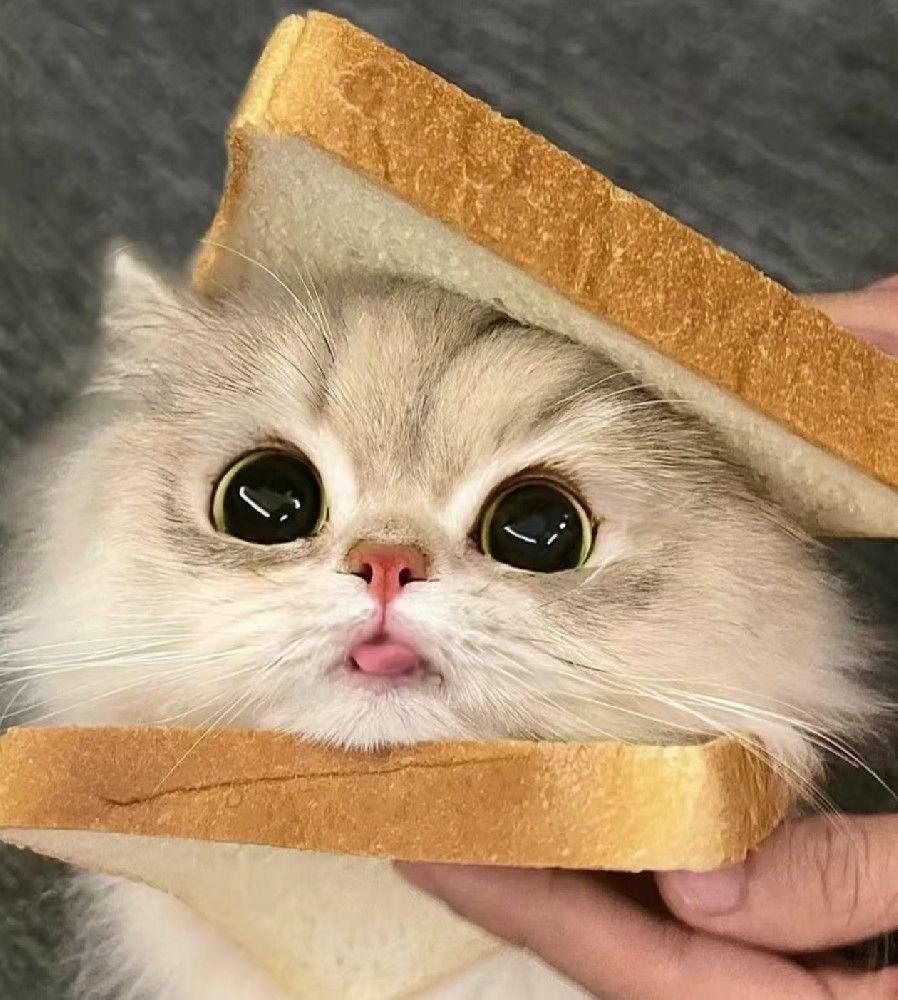 养猫6大经验总结