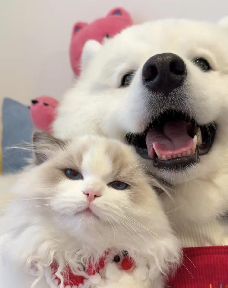 宠物行业成为朝阳产业