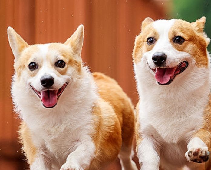 宠物殡葬：用爱守护，让情感永恒