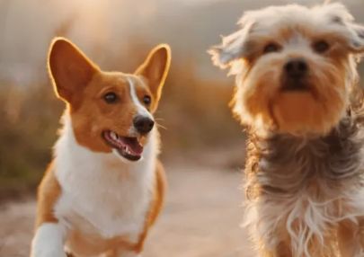 2024年宠物殡葬市场 | 如何选择适合自己的宠物殡葬服务？