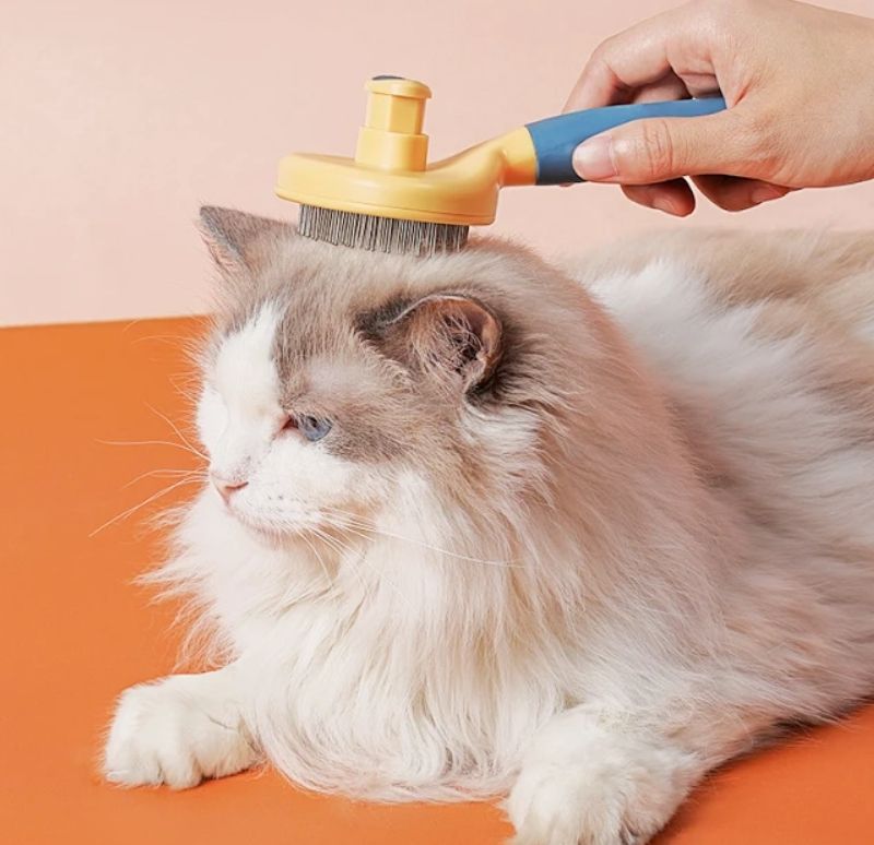 宠物殡葬行业最新市场发展分析报告