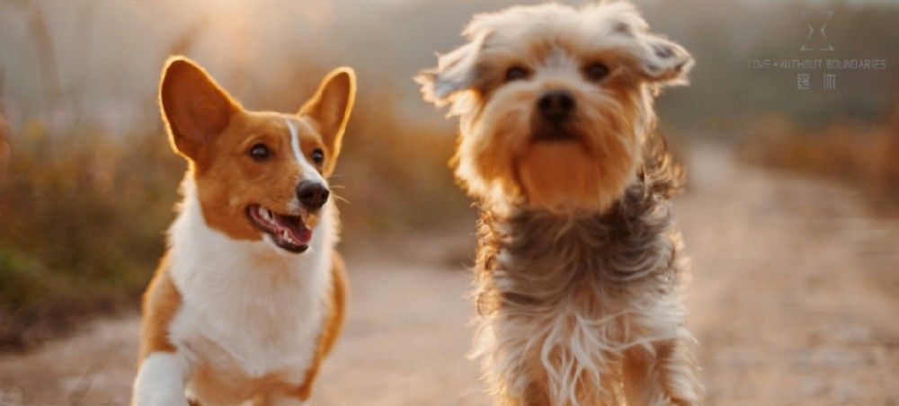 2023中国宠物食品经济展望报告