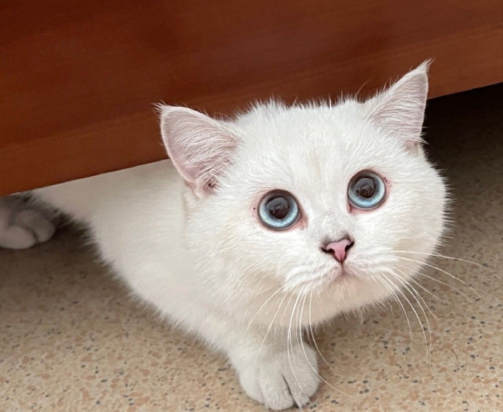 在终沐,养宠爱宠,有始,也应该有终!