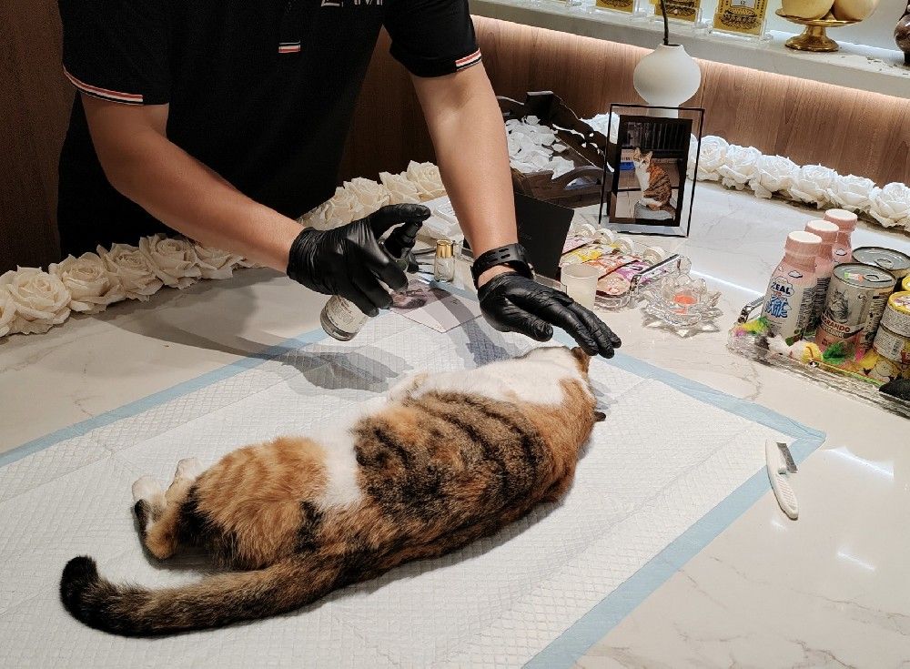 终沐宠物火化,只有温度,没有“温度”