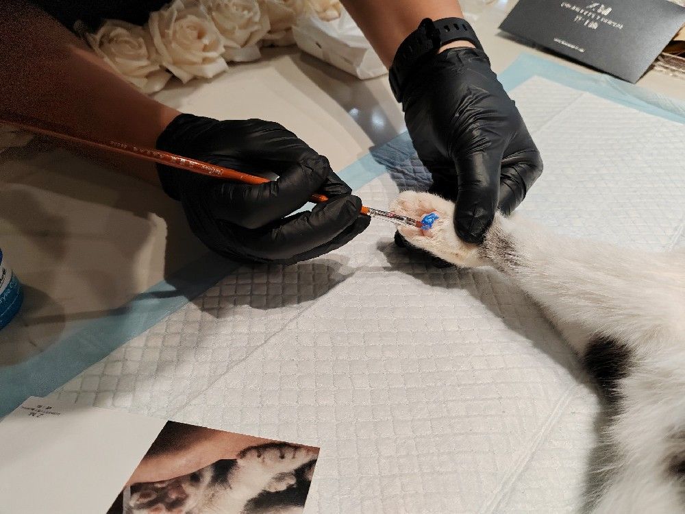 宠物殡葬,你仅满足于做一个背着手看热闹的外行吗?