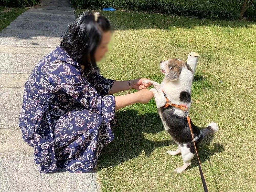 春节出行,宠物怎么办,带走还是寄养?