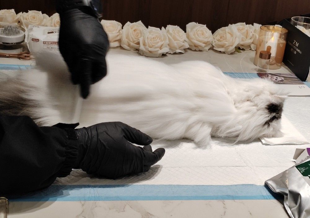 爱宠生命的最后一站：“终沐”