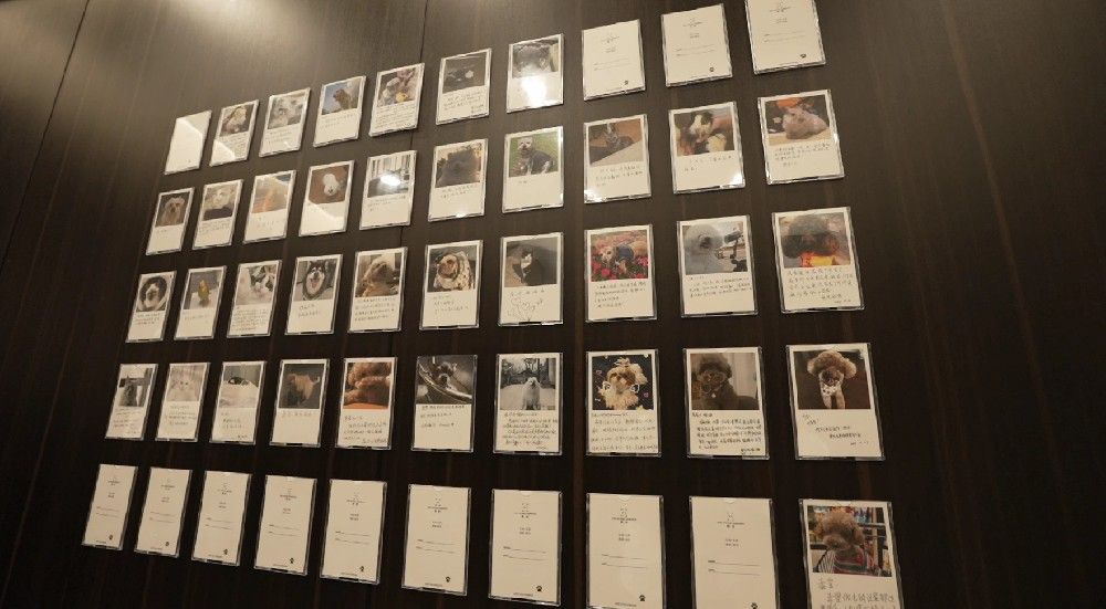 宠物殡葬非 “暴利”！从业者揭秘行业真实生存现状