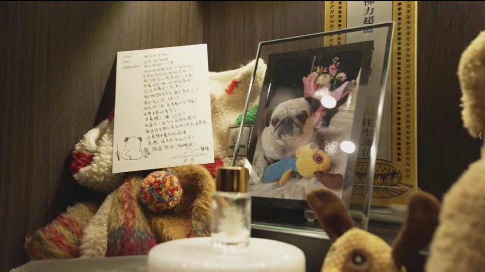 从文化认知断层到情感价值认同：宠物殡葬行业的破局之路