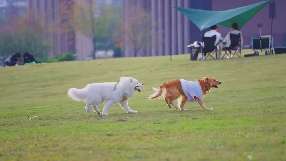 大暑时节高温闷热，宠物容易中暑或出现热应激反应