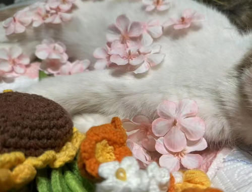 终沐带你解锁宠物殡葬行业新媒体获客技巧