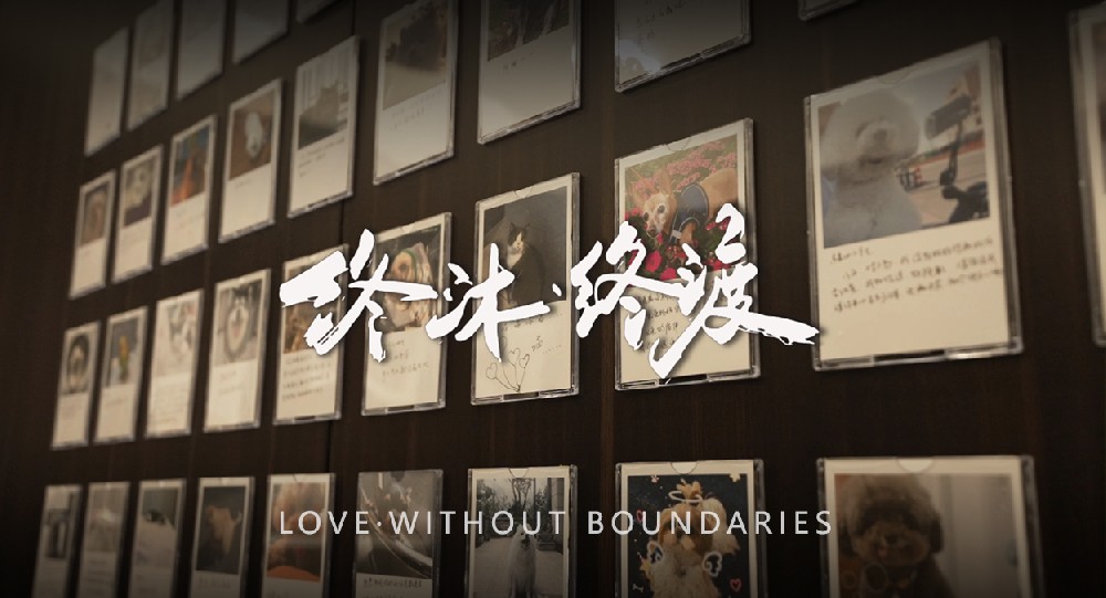 终沐宠物善终服务：以专业守护告别，邀您共筑温暖事业