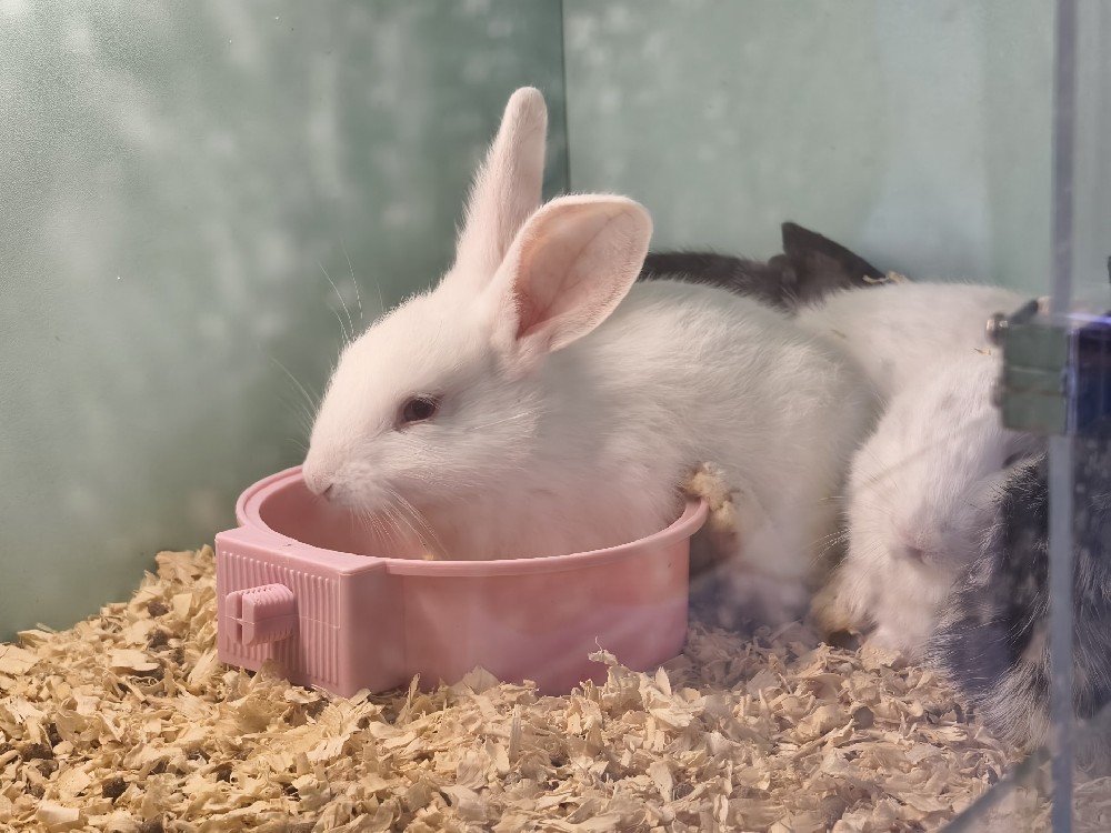 终沐全国招商启动！全链路扶持 + 成熟品牌，解锁宠物殡葬创业新机遇