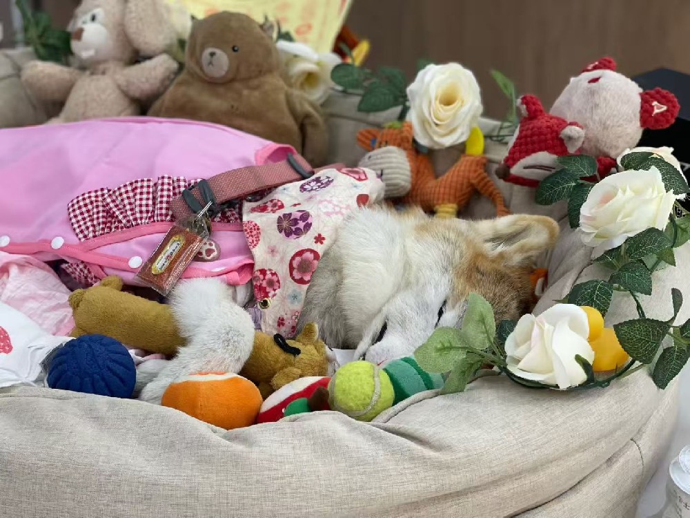 当嘉年华里谈论告别：一次关于生命尊严的温柔播种